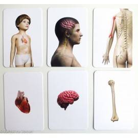 CORPUL UMAN - VOCABULAR MONTESSORI