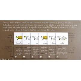 LECȚII DE ZOOLOGIE, VERTEBRATE - MONTESSORI